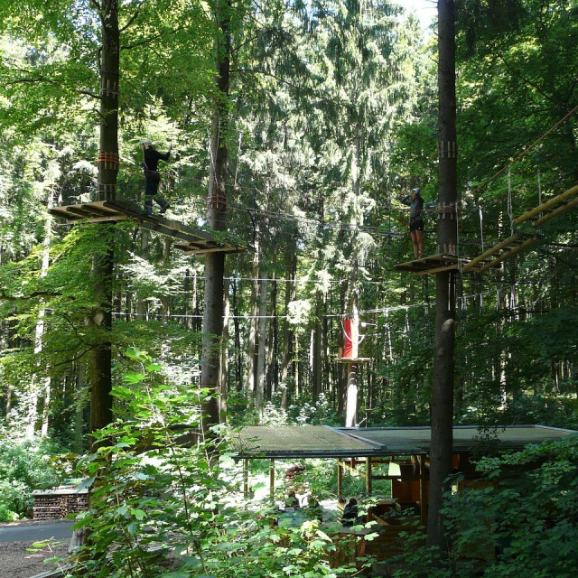 La forêt d'acrobates