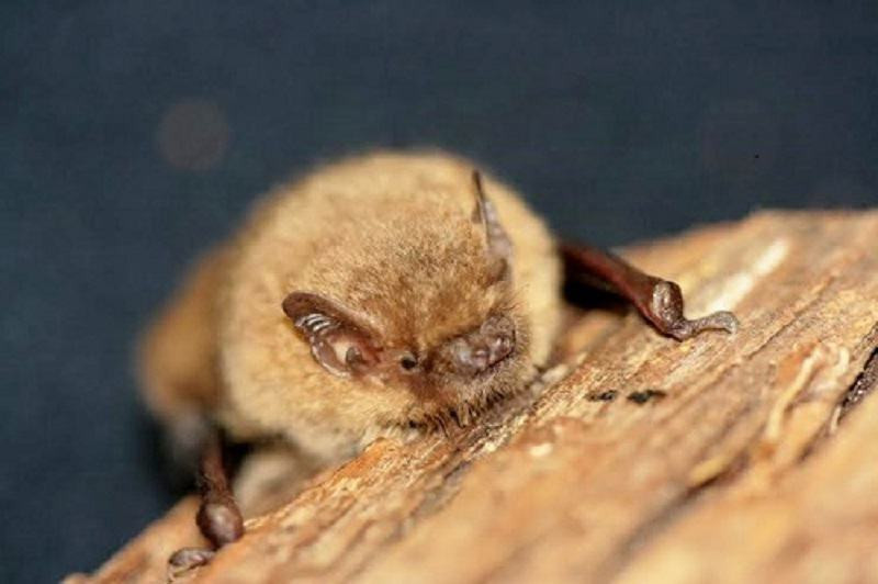 Pipistrelle-C-LPO-Herault-2 Pipistrelle-C-LPO-Herault-2