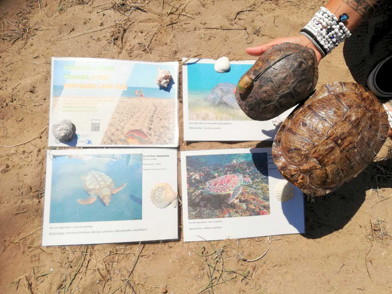 adena-sur-les-traces-des-tortues-1415588